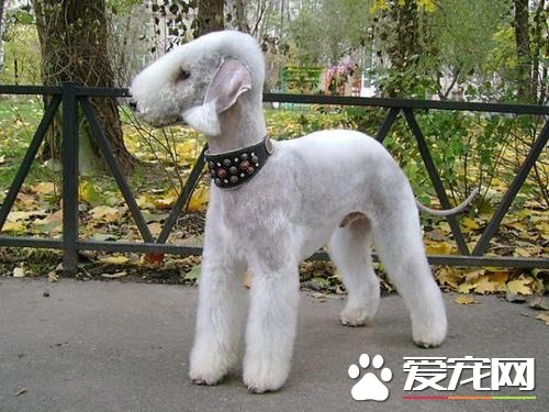 貝靈頓梗犬顏色 顏色有藍色肝色或淡黃棕色