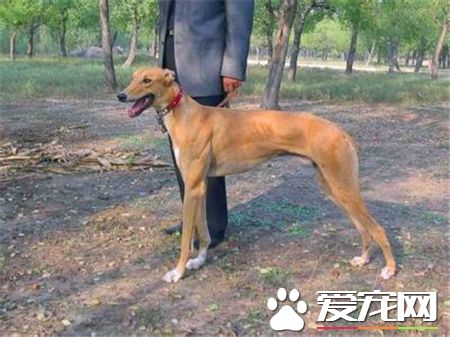 靈缇狗嗅覺怎麼樣 靈缇狗嗅覺非常的靈敏