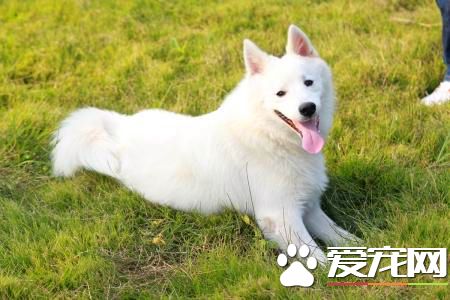 兩個月的銀狐犬吃什麼 必須有250到300克的肉類