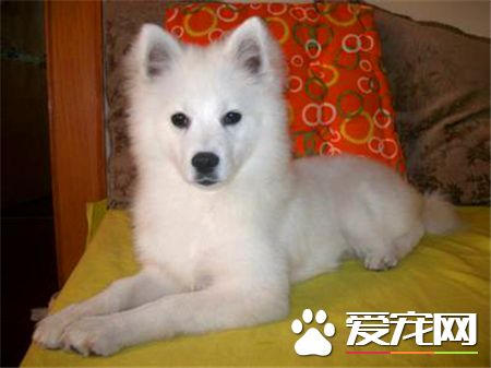 兩個月的銀狐犬吃什麼 必須有250到300克的肉類