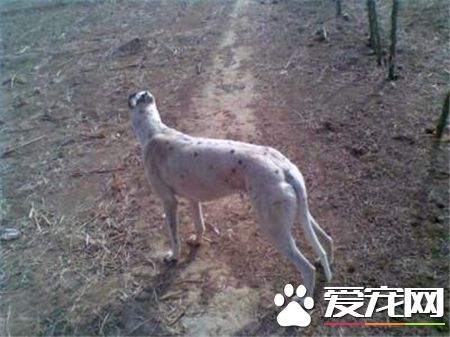 靈缇狗嗅覺怎麼樣 靈缇狗嗅覺非常的靈敏
