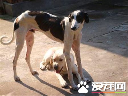 靈缇狗嗅覺怎麼樣 靈缇狗嗅覺非常的靈敏