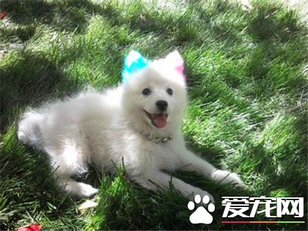 兩個月的銀狐犬吃什麼 必須有250到300克的肉類