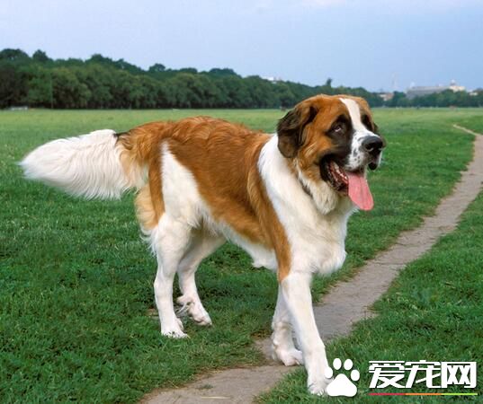 聖伯納犬會看小孩嗎 和小孩子能好好相處