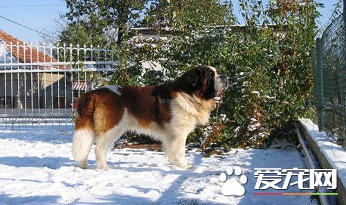 聖伯納犬會看小孩嗎 和小孩子能好好相處