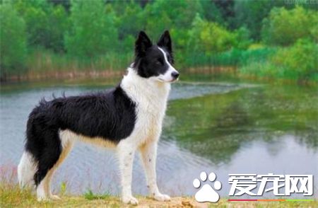 兩個月大的邊境牧羊犬怎麼養 以少吃多餐為宜