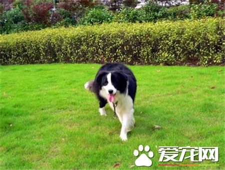 兩個月大的邊境牧羊犬怎麼養 以少吃多餐為宜