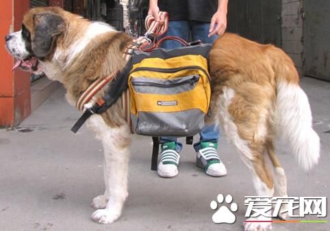 聖伯納犬會看小孩嗎 和小孩子能好好相處