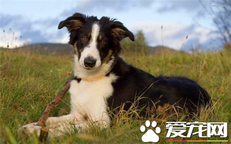 兩個月大的邊境牧羊犬怎麼養 以少吃多餐為宜