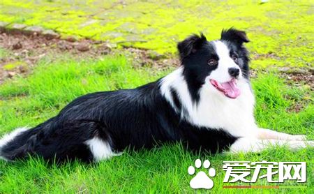 兩個月大邊境牧羊犬吃 可以吃一些奶糕營養膏