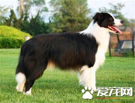兩個月大邊境牧羊犬吃 可以吃一些奶糕營養膏