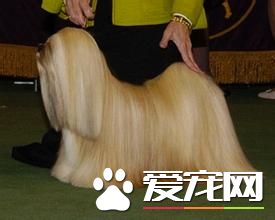 拉薩犬一胎產幾只 拉薩犬一般每產4到5仔