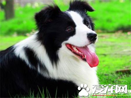 兩個月大邊境牧羊犬吃 可以吃一些奶糕營養膏