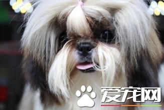 拉薩犬一胎產幾只 拉薩犬一般每產4到5仔