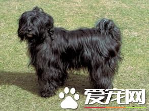 拉薩犬特征 拉薩犬身體強健聽覺靈敏