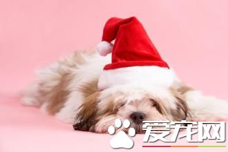 拉薩犬特征 拉薩犬身體強健聽覺靈敏