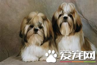 拉薩犬特征 拉薩犬身體強健聽覺靈敏