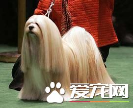 拉薩犬一胎產幾只 拉薩犬一般每產4到5仔