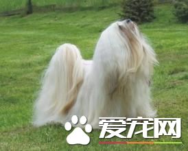 拉薩犬名字的來歷 拉薩犬的歷史傳說