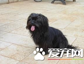 拉薩犬名字的來歷 拉薩犬的歷史傳說