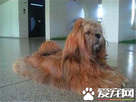 拉薩犬掉毛程度 換毛季節掉毛非常厲害