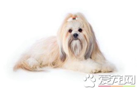 拉薩犬掉毛程度 換毛季節掉毛非常厲害