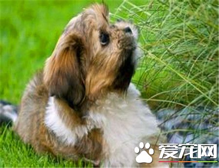 拉薩犬的尾巴 拉薩犬的尾巴有大量羽狀飾毛