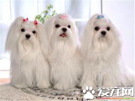 拉薩犬的尾巴 拉薩犬的尾巴有大量羽狀飾毛
