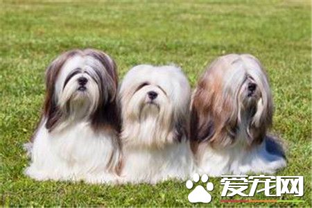 拉薩犬的鼻子顏色 拉薩犬的鼻子呈黑色