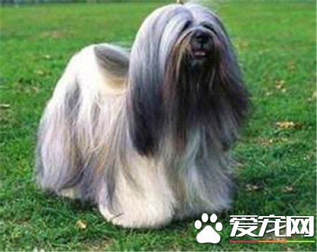 拉薩犬的鼻子顏色 拉薩犬的鼻子呈黑色