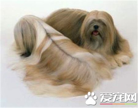 拉薩犬的鼻子顏色 拉薩犬的鼻子呈黑色