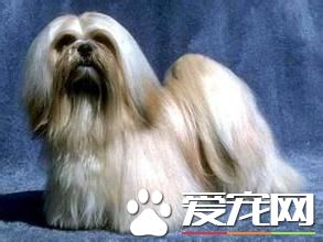 拉薩犬純種是什麼顏色 毛色以金黃色為最理想