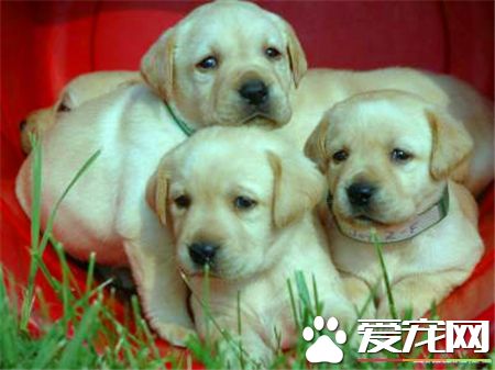 拉布拉多尋回犬耐寒程度 拉布拉多耐寒性中等