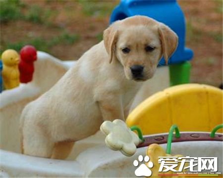 拉布拉多尋回犬什麼顏色好 看主人個人愛好