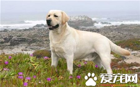 拉布拉多尋回犬什麼顏色好 看主人個人愛好