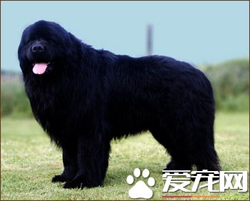 紐芬蘭犬凶不凶 紐芬蘭犬不凶十分友善的