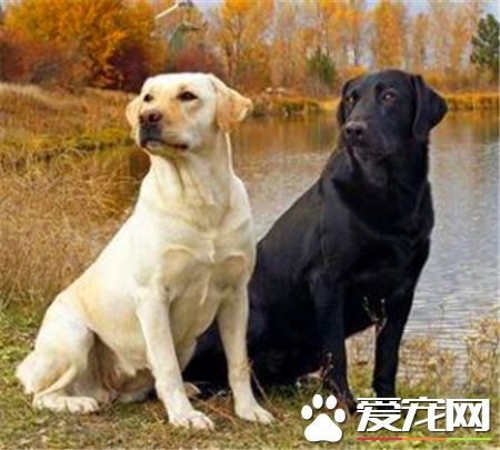 拉布拉多尋回犬和金毛哪個好養一些 都非常的好養