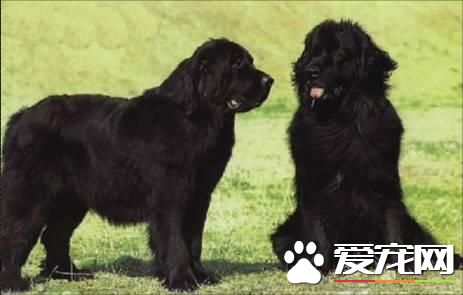 紐芬蘭犬凶不凶 紐芬蘭犬不凶十分友善的