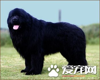 紐芬蘭犬性格 性情溫文爾雅脾氣不壞