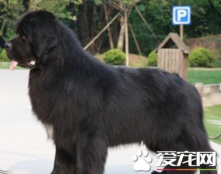紐芬蘭犬喂什麼 需要大量的肉食營養補充