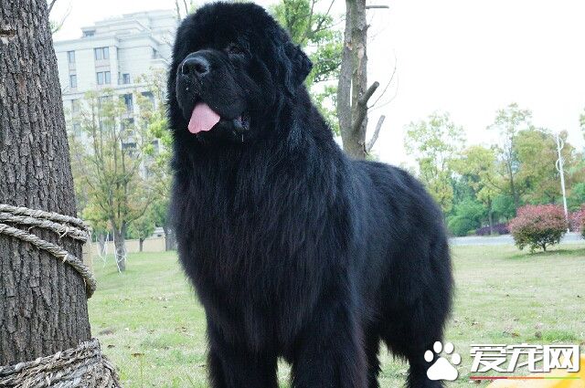 紐芬蘭犬特點 紐芬蘭犬是一種性情甜蜜的狗