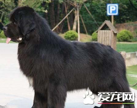 紐芬蘭犬體味重嗎 紐芬蘭犬體味是很小的