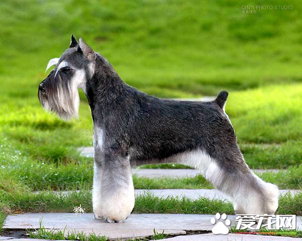 迷你雪納瑞什麼顏色好 不同人喜歡的顏色也不同