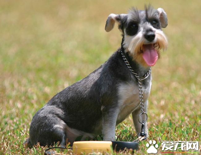 迷你雪納瑞肩高 雄性肩高在30到36厘米