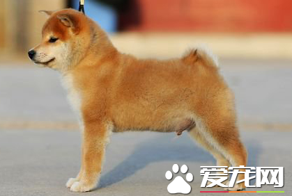 日本柴犬的優點缺點 日本柴犬地域性較強