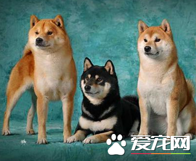 日本柴犬的優點缺點 日本柴犬地域性較強