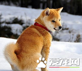 秋田犬有沒有白色 秋田犬其實是有白色的