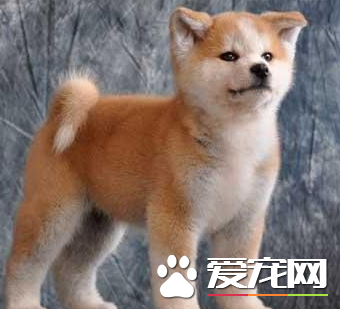 秋田犬有沒有白色 秋田犬其實是有白色的
