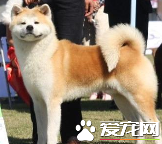 秋田犬怎麼養 秋田犬飼養需要注意的地方