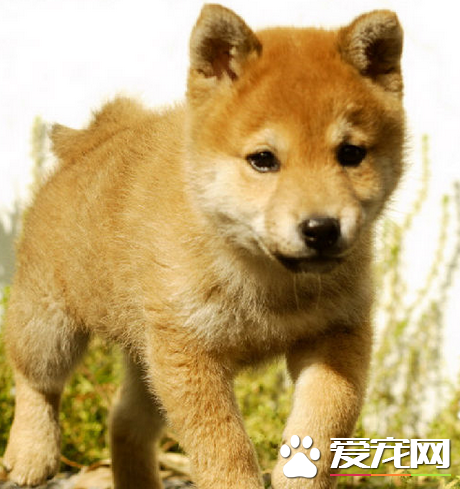 秋田犬怎麼養 秋田犬飼養需要注意的地方